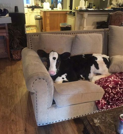 cow on couch know.jpg
